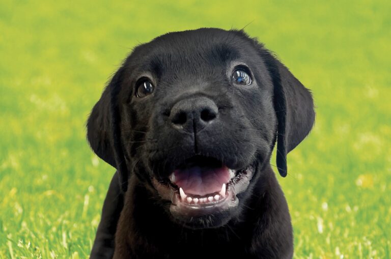 Daisy Tales Autumn 2026