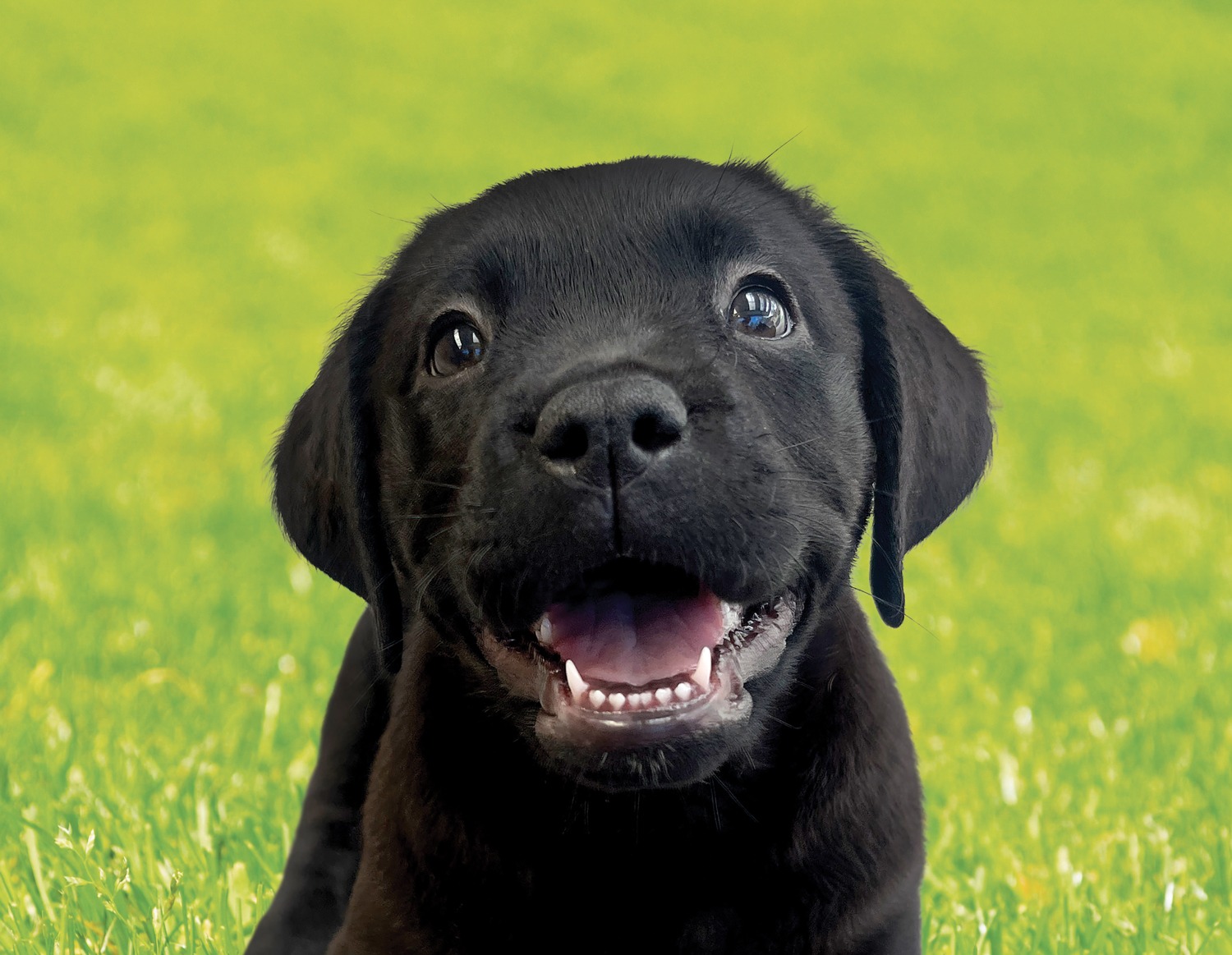 A black labrador puppy