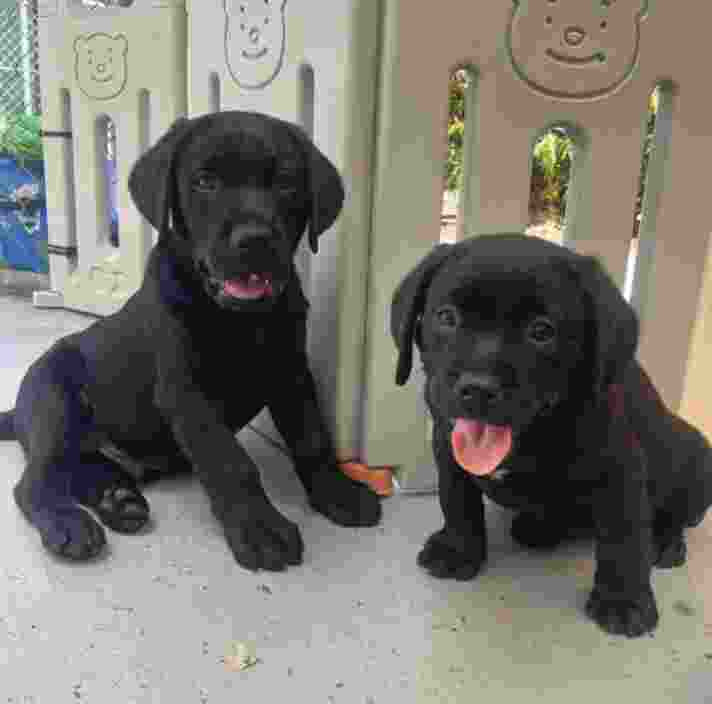 Two black Labrador puppies