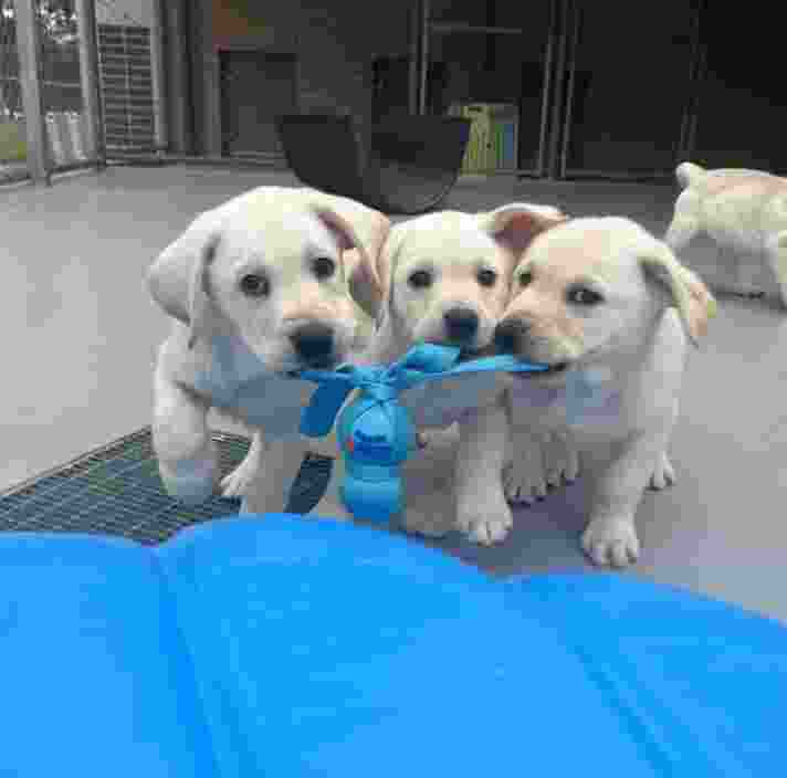 three yellow Labrador puppies sharing a toy