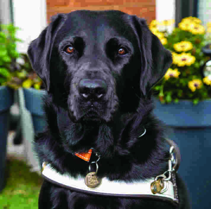 A black Labrador in harness