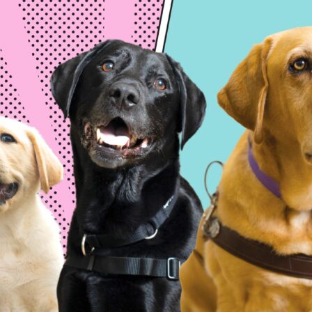 International Guide Dog Day 2026