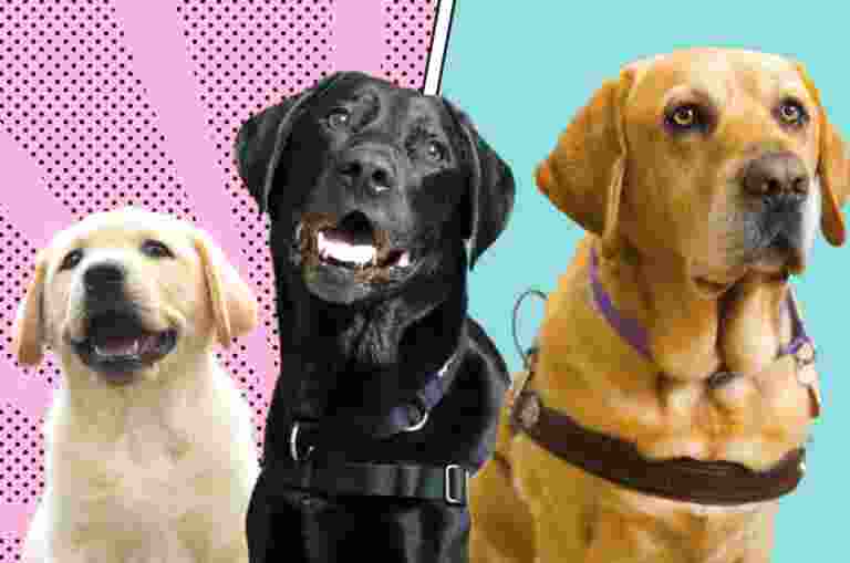 Three Labradors