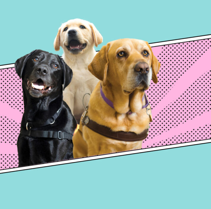 Three Labrador Guide Dogs