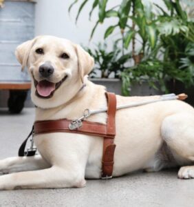A yellow Labrador Guide Dog wearing a harness