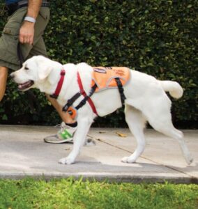 A yellow Labrador wearing an orange training coat