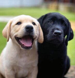 Two puppies sitting outside