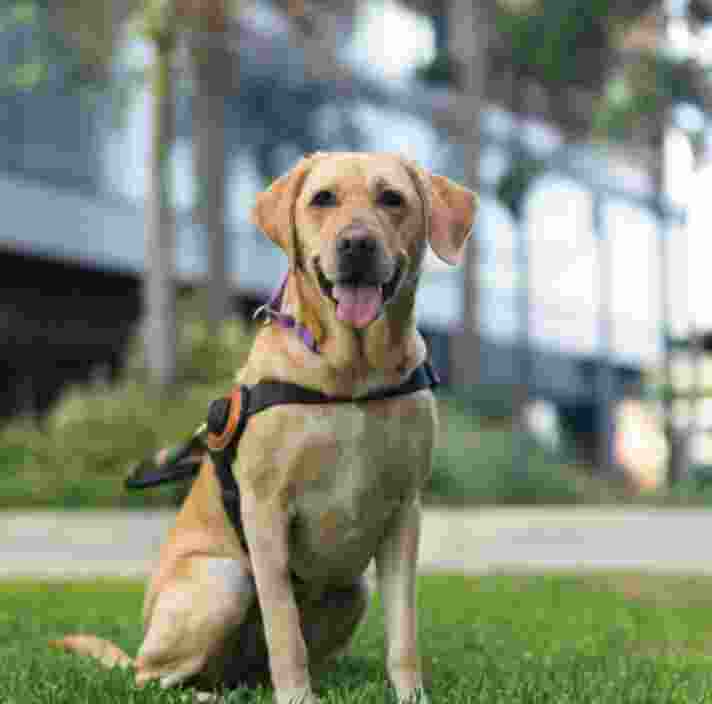 Yellow Labrador Lorraine sitting on the grass