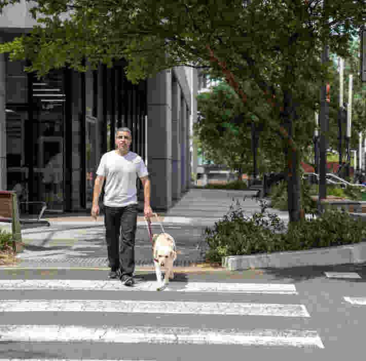 A person crossing the road with a yellow Labrador Guide Dog.