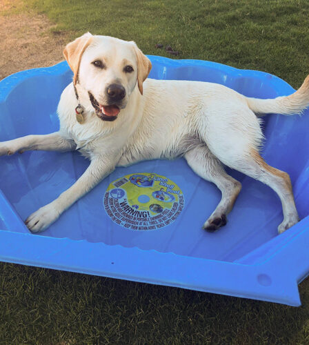 Help your pooch beat the heat