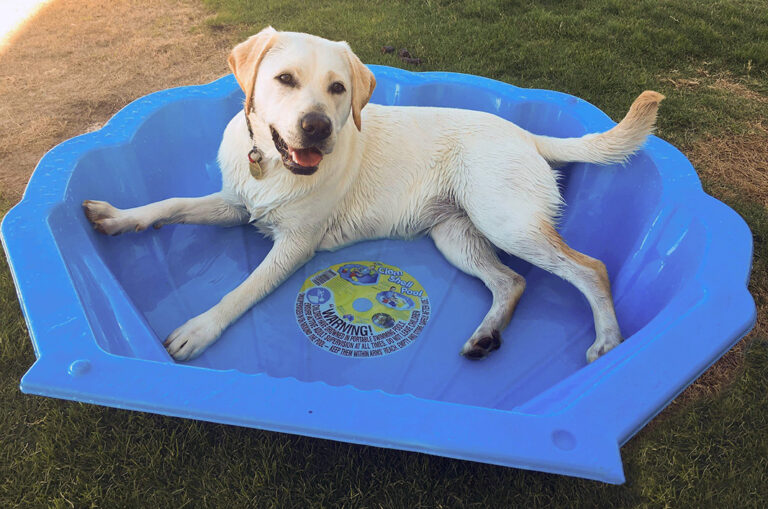 Help your pooch beat the heat