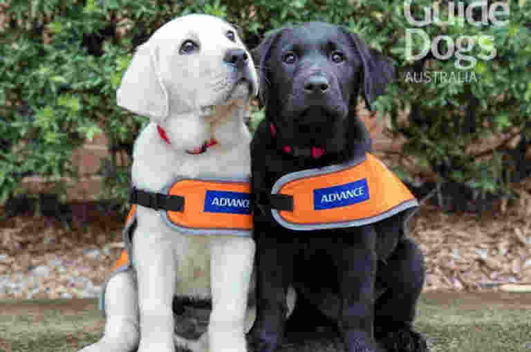 A Yellow and a Black Labrador puppy sitting outside wearing orange training jackets
