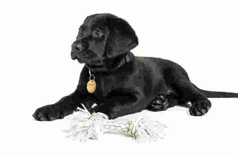 A Black Labrador puppy lays in front of a rope toy