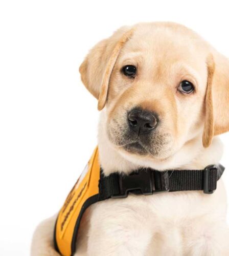 Nominations open for Friends of Guide Dogs Awards