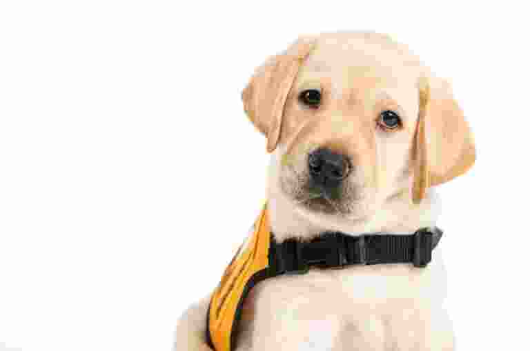 A Yellow Labrador puppy, Chevy, sitting down wearing a yellow training jacket