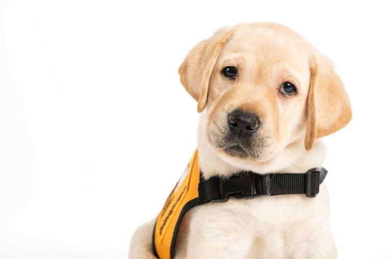 Nominations open for Friends of Guide Dogs Awards