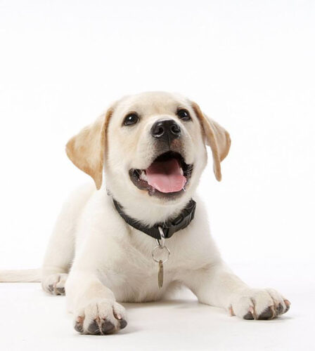 Guide Dogs remains Australia’s Most Trusted Charity for the sixth year in a row