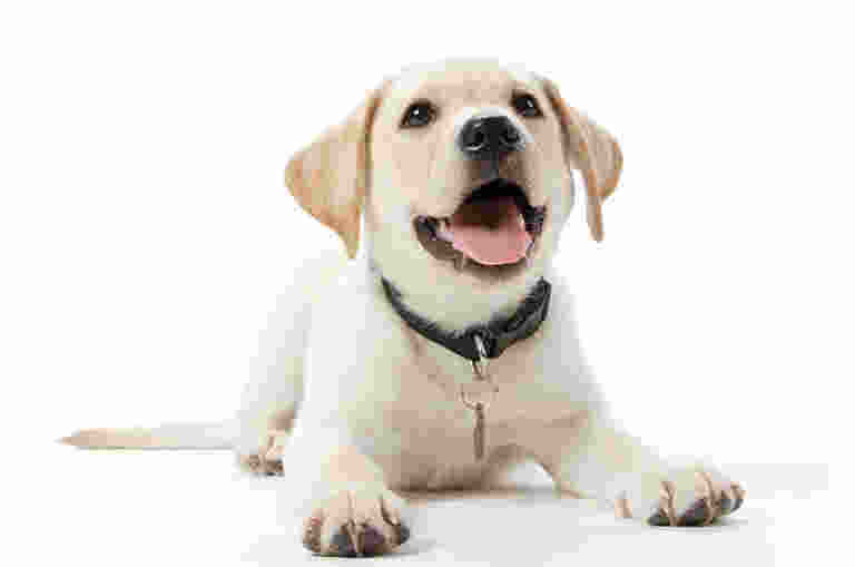 A Yellow Labrador puppy laying down looking excitedly up towards the camera
