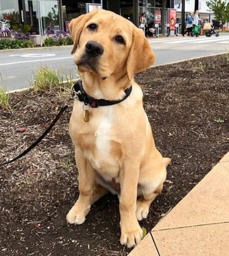 Ruff news for man’s best friend