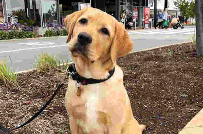 Flash, an 18-week-old yellow Labrador puppy with a milky white chest, sits in a garden bed with his head tilted. Behind him is a street and row of shops busy with people