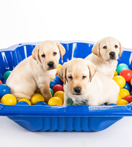 Raise a puppy, change lives.