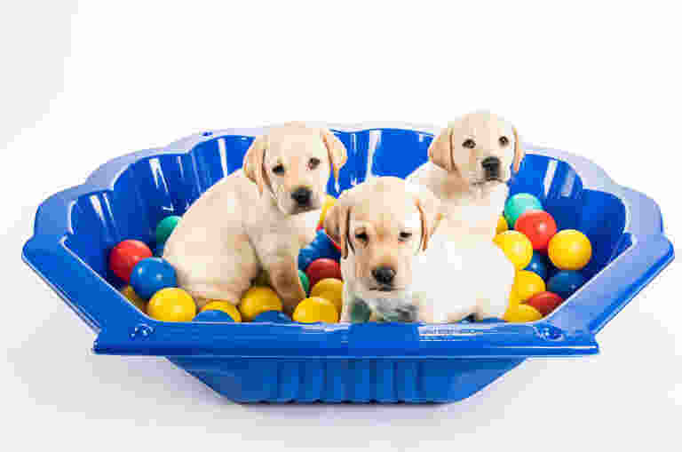 Three yellow Labrador puppies play in a clam shell pool filled with coloured plastic balls