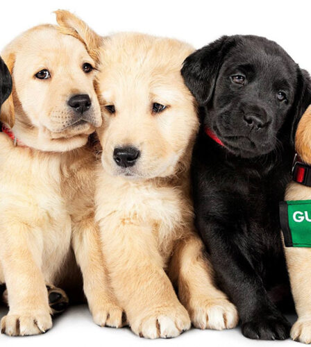 Don’t miss ‘Pick of the Litter’ – now showing!