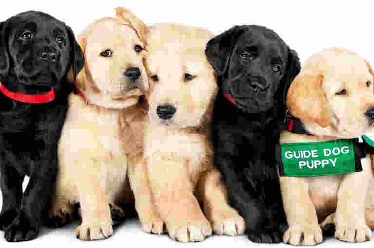 Two Black and three Yellow Labrador puppies huddled together