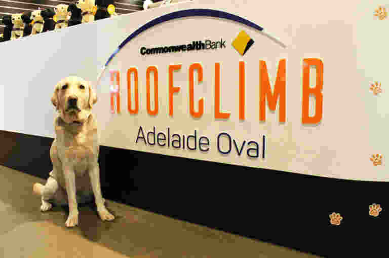 Guide Dog 'Xane' sitting at the Roofclimb counter as he waits for his handler Jody to return to solid ground