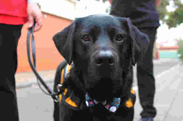 Facility Dog Apollo wears his orange Guide Dogs coat and a bow tie.