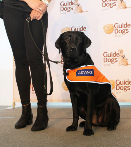 Celebrating the E Litter’s Graduation