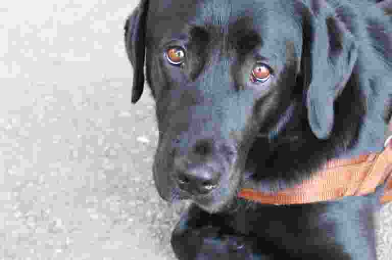 A black Labrador wearing a leather harness