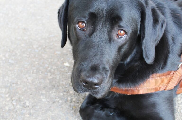 Happy International Guide Dog Day 2020