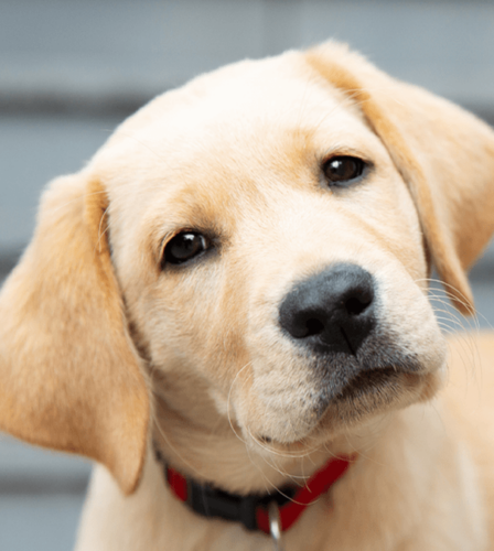 Guide Dogs named Australia’s Most Trusted Charity for seventh time
