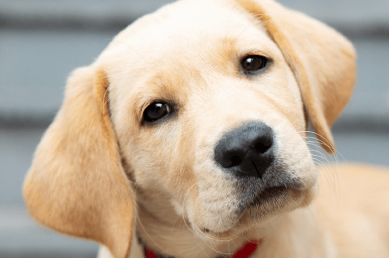 A yellow Labrador puppy-in-training wearing a red collar.