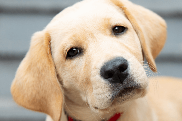 Guide Dogs named Australia’s Most Trusted Charity for seventh time ...