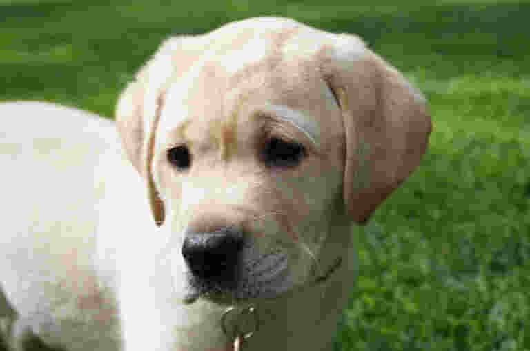 A yellow Labrador puppy playing in a garden.