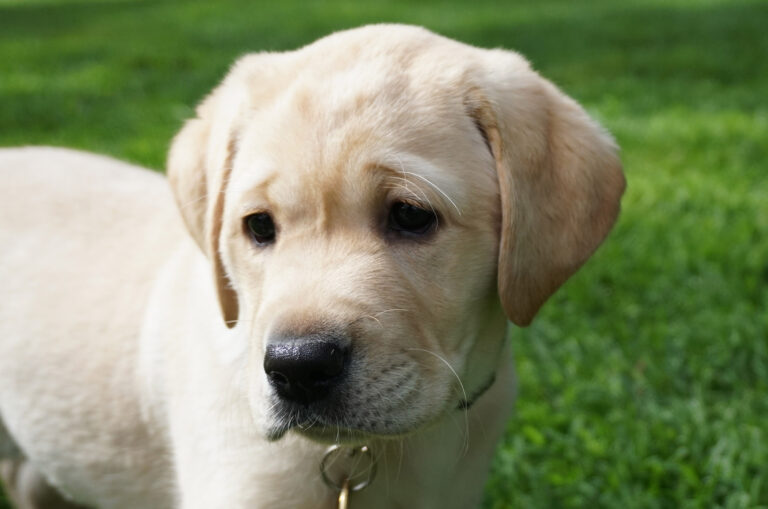 Need for Puppy Raisers