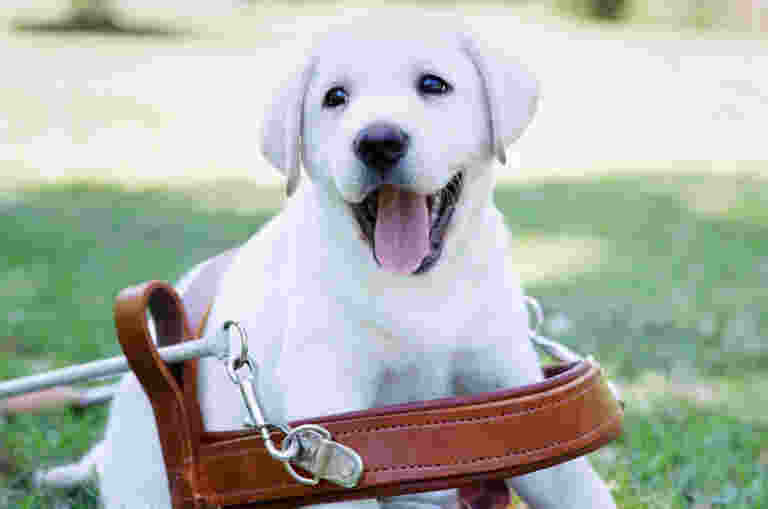 A small yellow Labrador puppy sitting in an oversized Guide Dog harness.