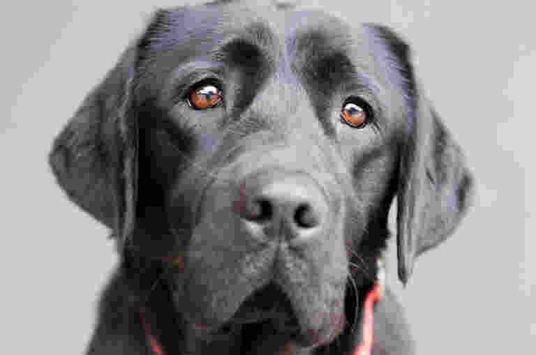 A portrait of a dignified black Labrador wearing a red collar.