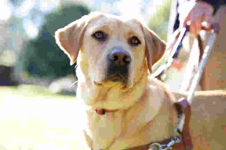 A yellow Guide Dog walking in a brown leather harness.