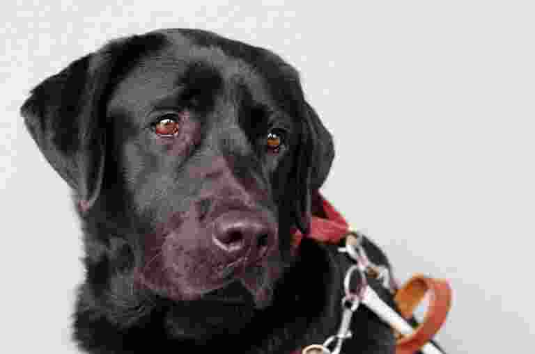 Black Labrador wearing a harness.