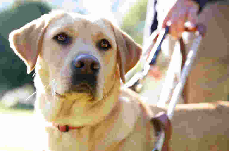 Close up of a Yellow labrador in harness.