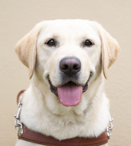 Guide Dogs Walk Through all Walks of Life