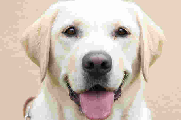A yellow Labrador wearing a brown leather Guide Dog harness.