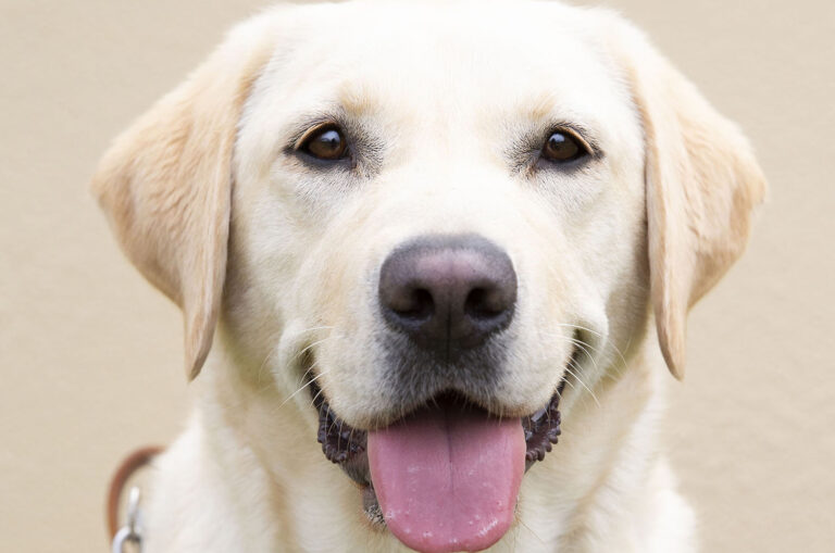Guide Dogs Walk Through all Walks of Life