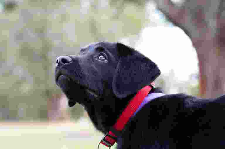 A black Labrador puppy with a red collar looks up while standing outdoors near a tree.
