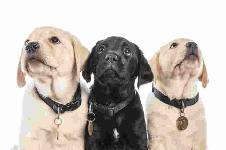 Two yellow puppies and one black puppy are sitting together and looking up.