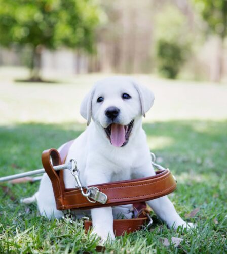 Wanted: loving homes for puppies