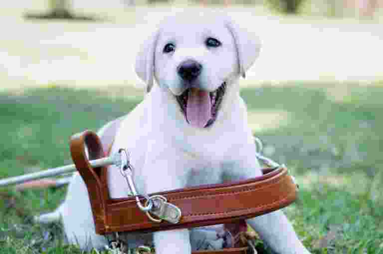 A Guide Dog puppy sits in an adult Guide Dog harness.